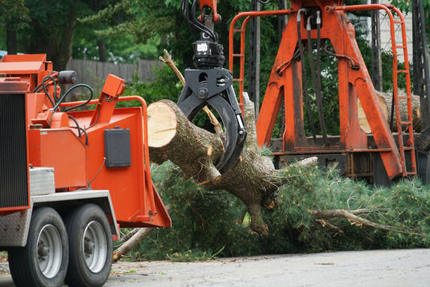 Trusted Beech Island, SC Tree Service Experts